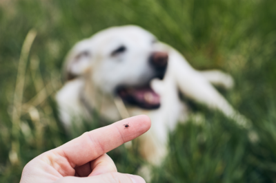 image for Tick Vectors for Lyme Disease Are Back